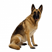 German Shepherd Dog PNG High Quality Image | PNG All