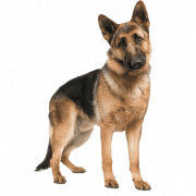 German Shepherd Dog PNG High Quality Image | PNG All