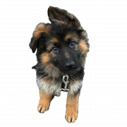 Jerman Shepherd Puppy Png Clipart