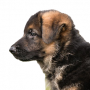 Jerman Shepherd Puppy Png Unduh Gratis