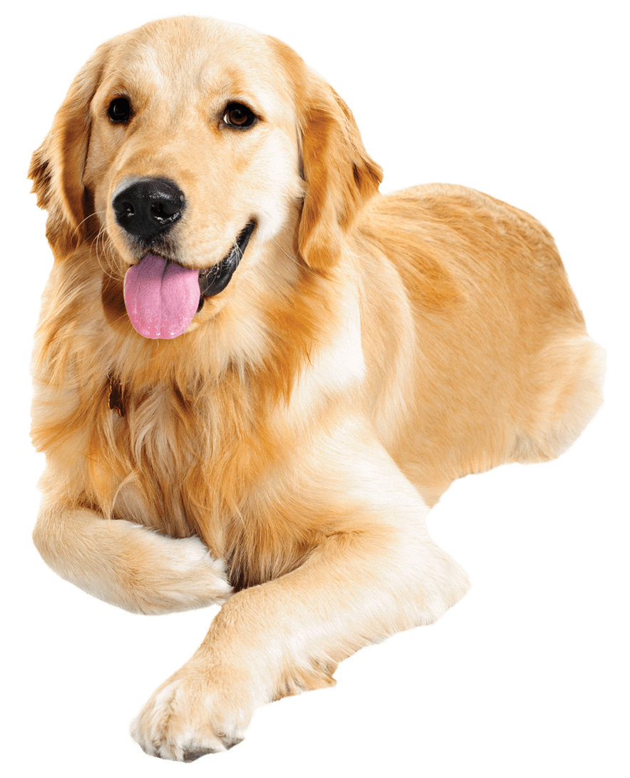 Download Golden Retriever Puppy File Hq Png Image Fre - vrogue.co