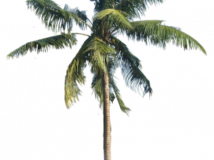 coconut tree, tropical plant, green foliage, landscape decoration, Beach Coconut Tree PNG