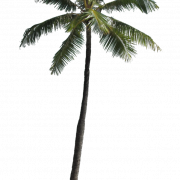 Lange kokosboom PNG
