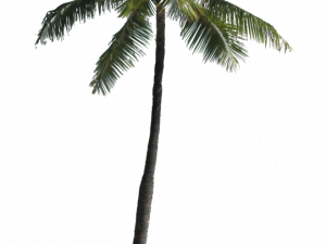 coconut tree, tropical plant, vacation vibe, nature scenery, Beach Coconut Tree PNG