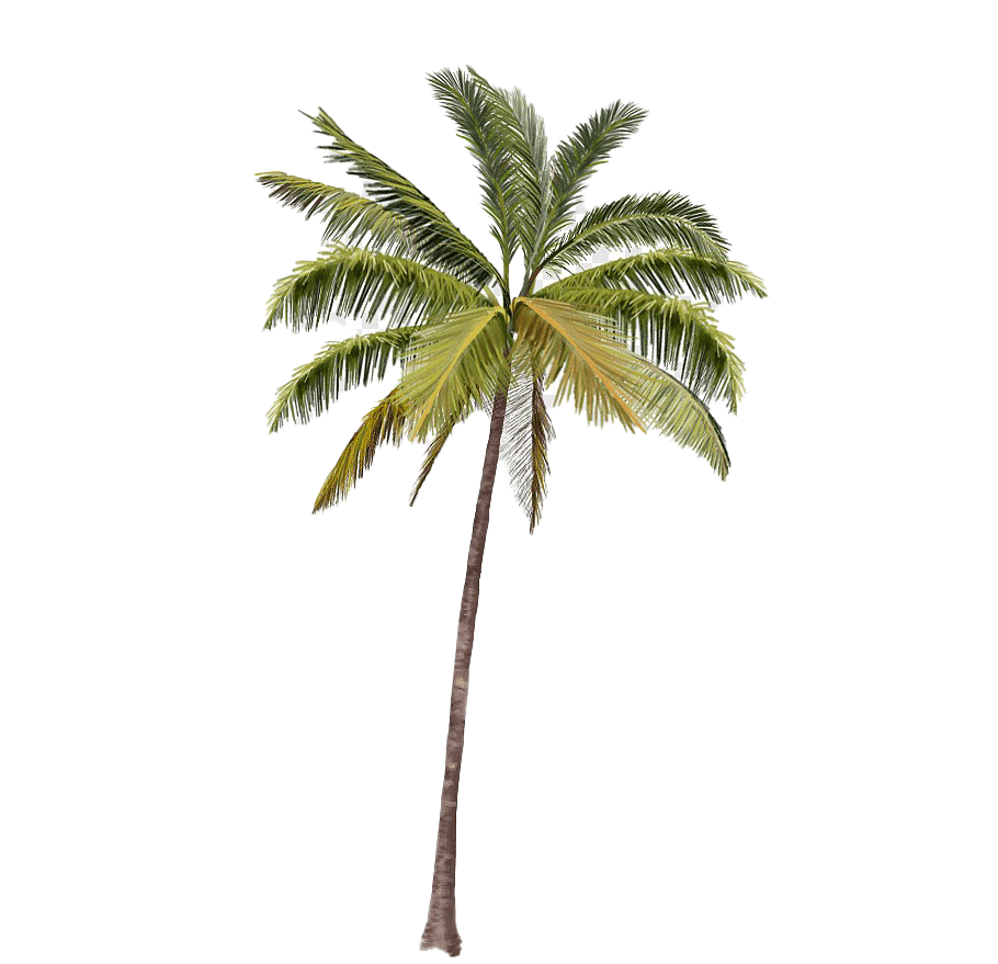 Long Coconut Tree PNG HD Image | PNG All