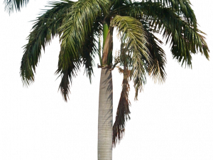 coconut tree, tropical plant, green foliage, exotic landscaping, Beach Coconut Tree PNG