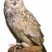 OWL PNG mataas na kalidad ng imahe