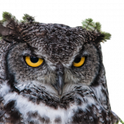 Owl Png Image File