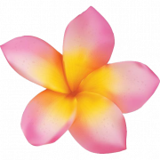 Pembe frangipani png ücretsiz görüntü