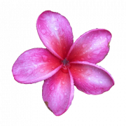 Pembe frangipani png görüntüsü