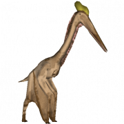 Pterosaurs PNG