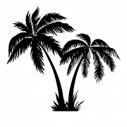 Long Coconut Tree PNG Image | PNG All