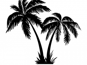 coconut trees png, tropical foliage, beach scenery, nature illustration