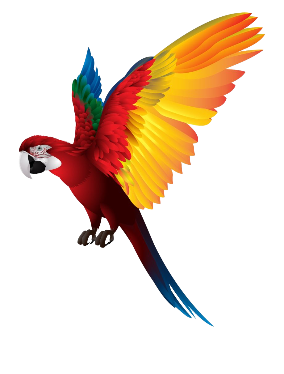 colorful flying birds png