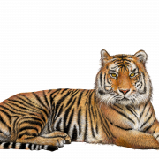 Tiger PNG HD Qualité