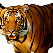 Fichier transparent tigre