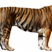PNG transparent tigre