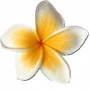 Beyaz Frangipani PNG HD görüntü