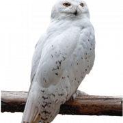 White OWL PNG