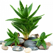 Aloe vera jel png dosyası