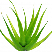 Aloe vera jel png görüntüsü