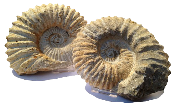 Amonit fosiller png görüntüsü