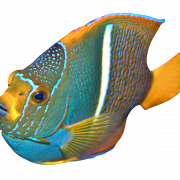 Angelfish Png Image HD
