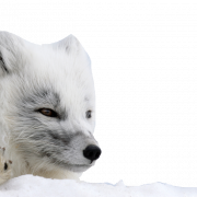 Imagen PNG de Fox Arctic