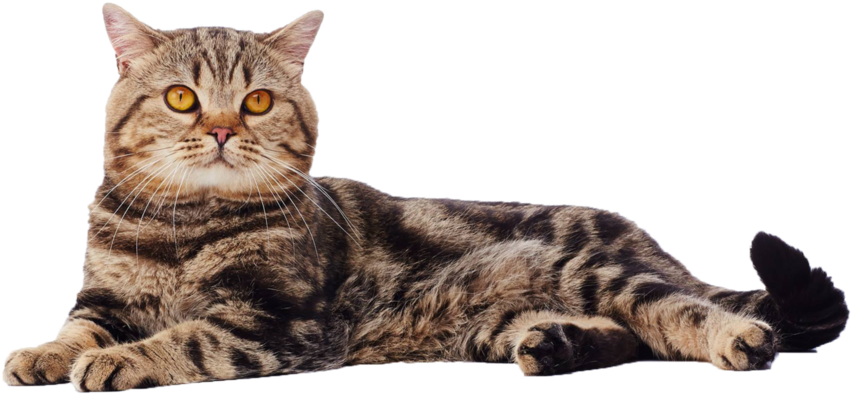 British Shorthair Cat Png Free Download Png All Png All