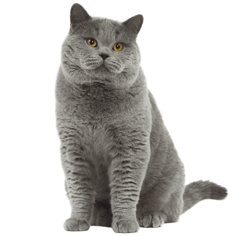 British Shorthair Cat Transparent Png All Png All