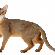 Brown Abyssinian Cat Png Clipart