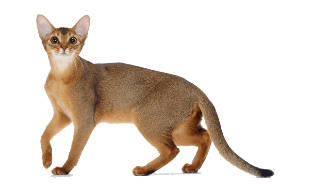 Brown Abyssinian Cat Png Clipart