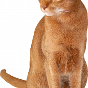 Archivo PNG de gato abisinio marrón