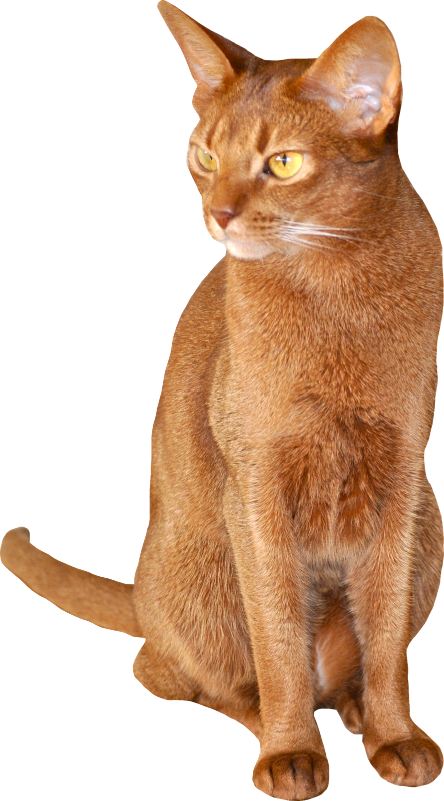 Archivo PNG de gato abisinio marrón