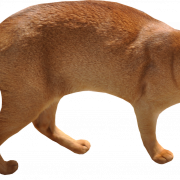 Brown Abyssinian Cat PNG Gambar Gratis