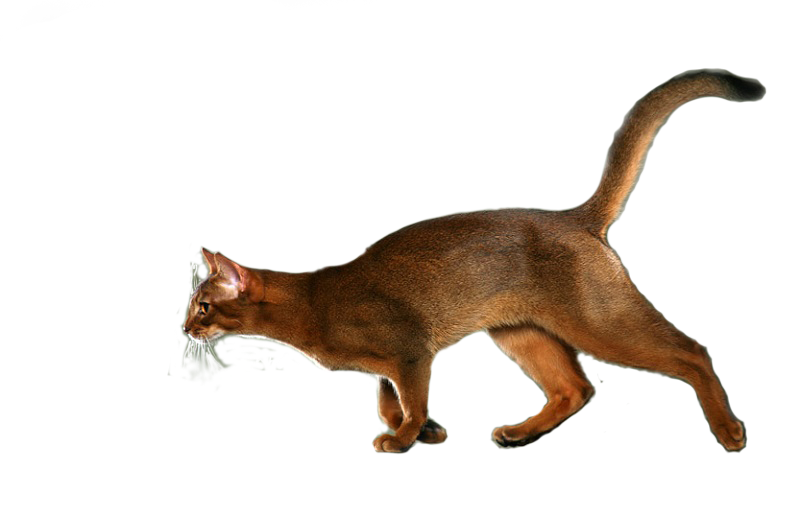 Imagen de gato abisinio marrón png