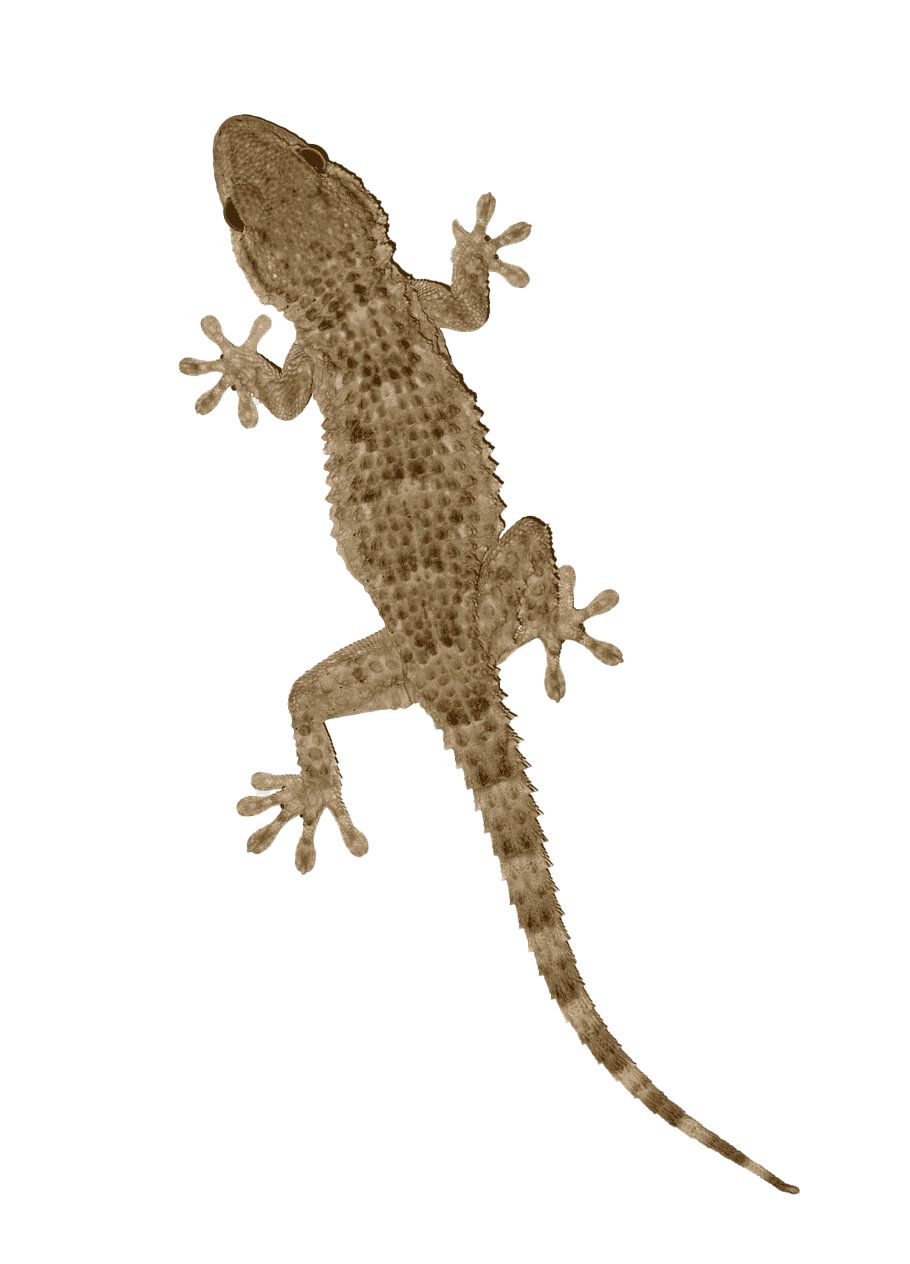 Brown Lizard PNG file - PNG All