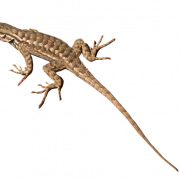 Lizard Brown Png Gambar Berkualitas Tinggi