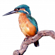Kingfisher commun PNG Clipart
