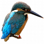 Gambar unduhan png kingfisher umum