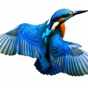 File png kingfisher umum