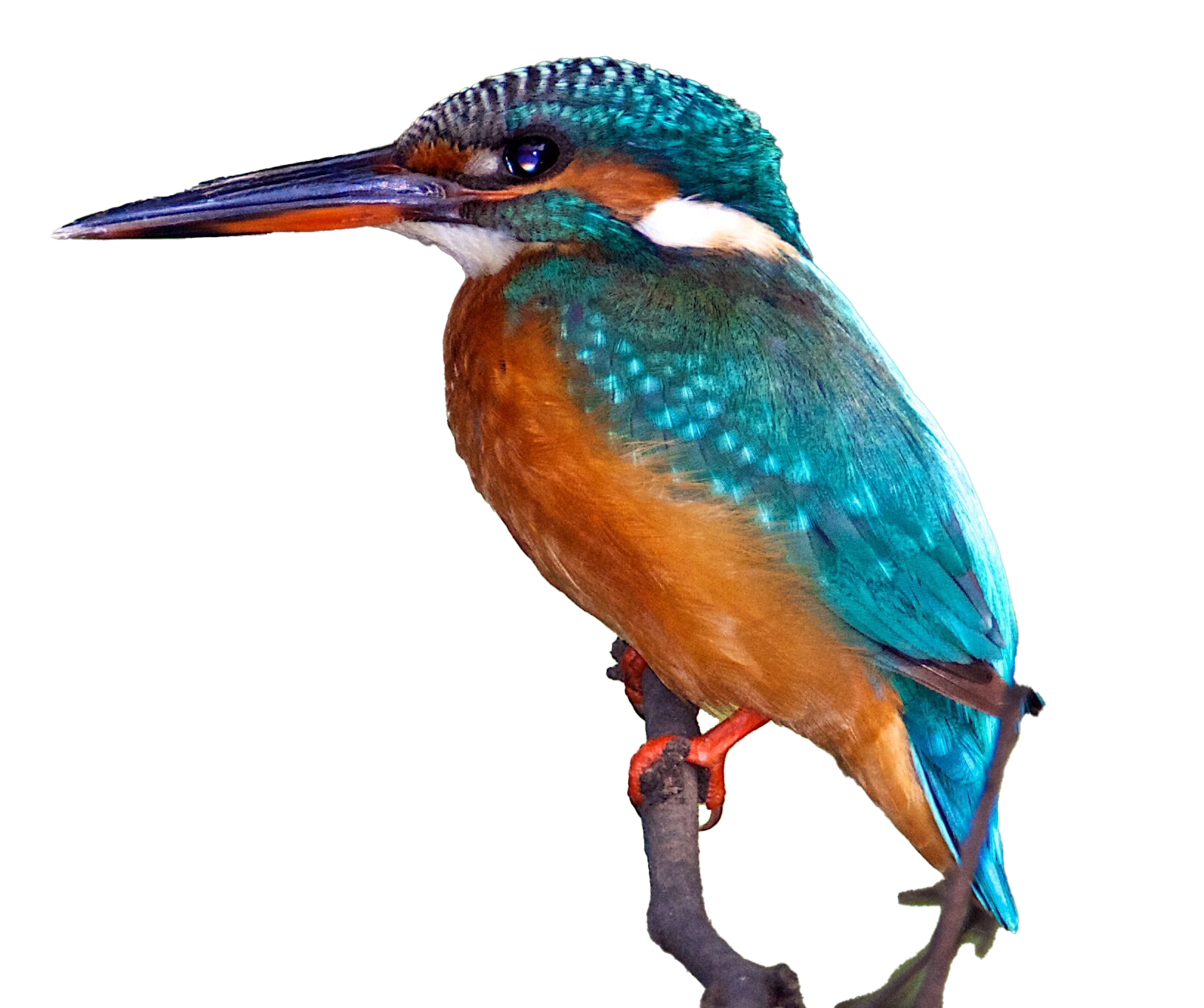 ดาวน์โหลด Kingfisher PNG ทั่วไปฟรี