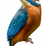 Gambar gratis kingfisher png umum