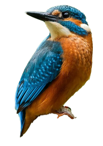 รูปภาพฟรี Kingfisher PNG ทั่วไป