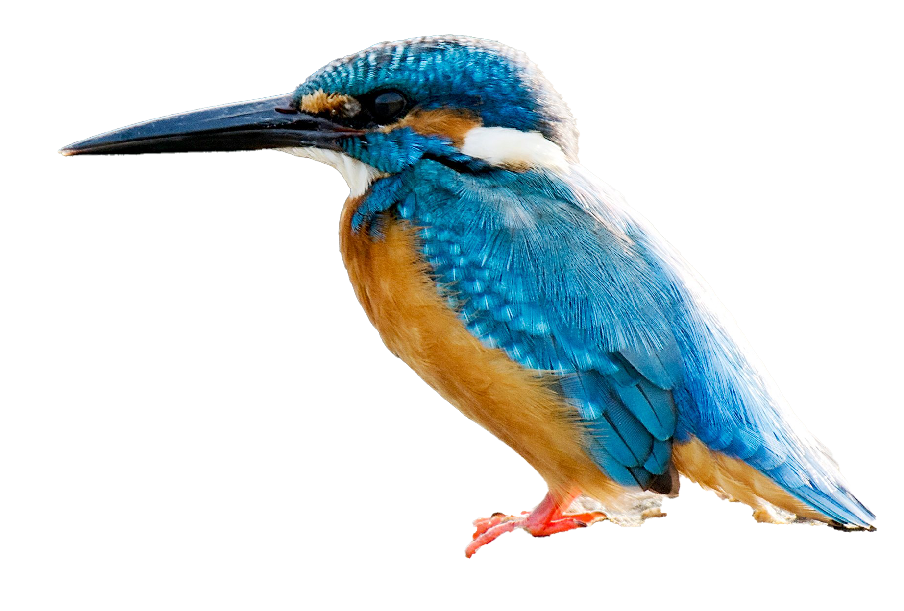 รูปภาพทั่วไปของ Kingfisher PNG HD
