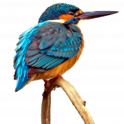 Kingfisher Umum PNG Gambar Berkualitas Tinggi