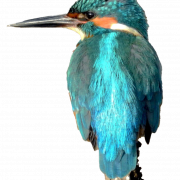 Gambar png kingfisher umum