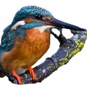 File Gambar PNG Kingfisher Umum