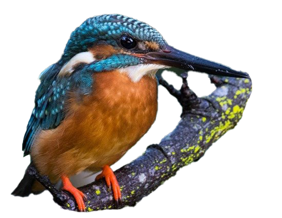ไฟล์รูปภาพ Kingfisher PNG ทั่วไป