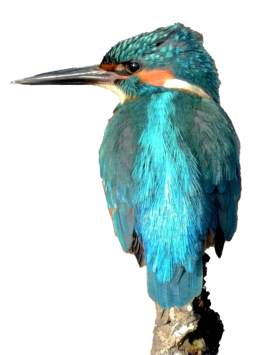 ภาพ PNG ของ Kingfisher ทั่วไป